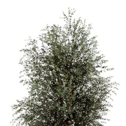Árvore Parvifolia Larga