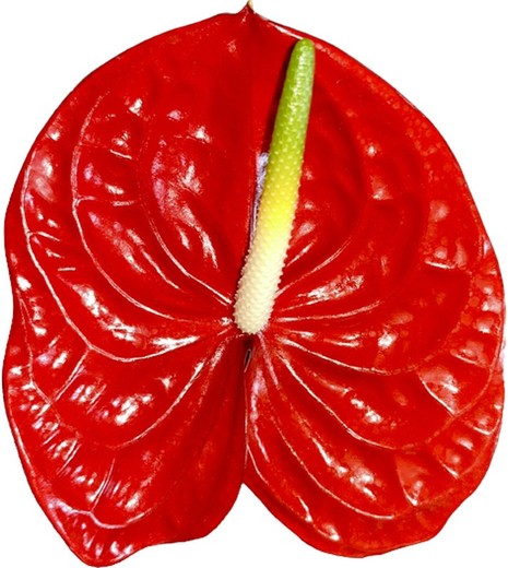 Arène d'Anthurium