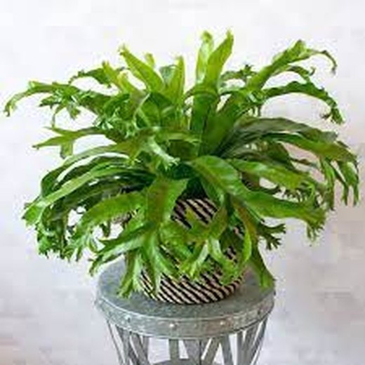 Asplenium Crissie