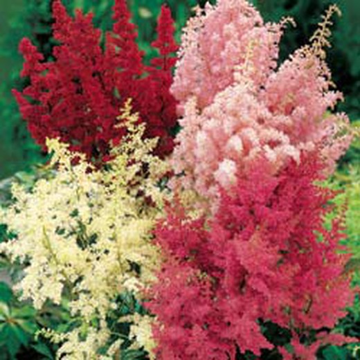 Astilbe