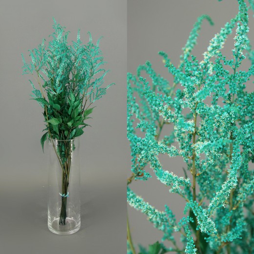 Astilbe Preservado