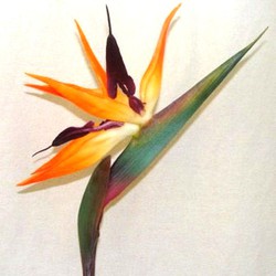 Precios de ave del paraiso — Floresfrescasonline