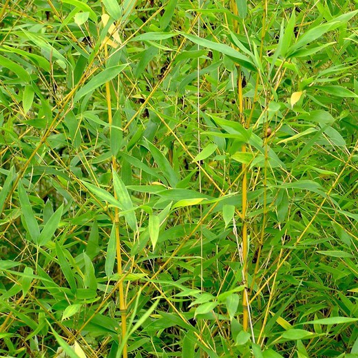 Bambú Phyllostachys Aurea