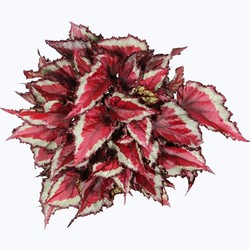 Precios de begonias — Floresfrescasonline