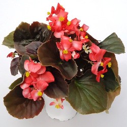 Begonia Semperflorens Caja de 15 uds. — Floresfrescasonline