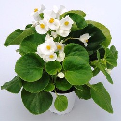 Begonia Semperflorens Caja de 15 uds. — Floresfrescasonline