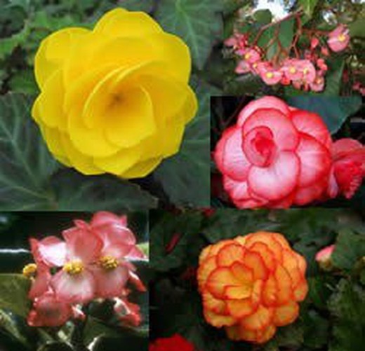 Bégonias botaniques