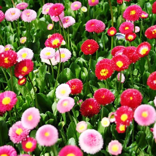 Bellis Perennis Botonet Box 15 unidades.