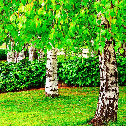 Betula Verrucosa Alba Abedul