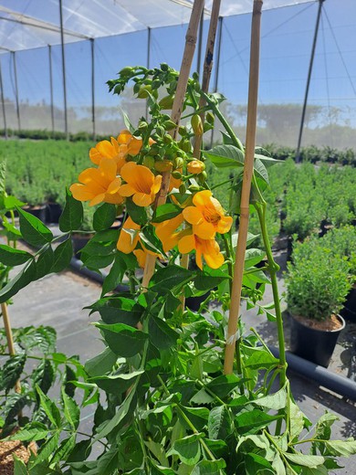 Bignonia Campsis T. Golden Trumpet