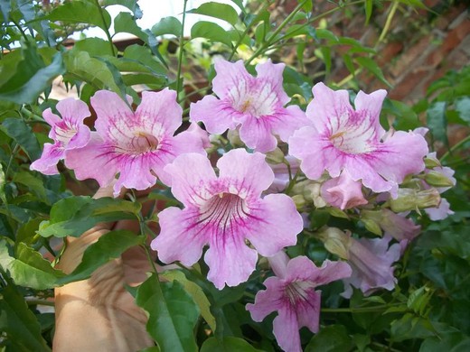 Bignonia Ricasoliana Tutor