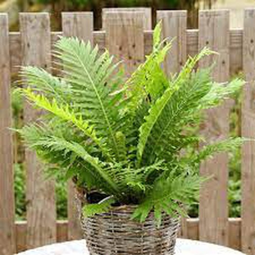 Blechnum Gibbum