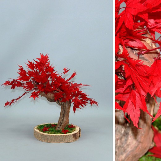 Bonsai Acer Rojo Preservado