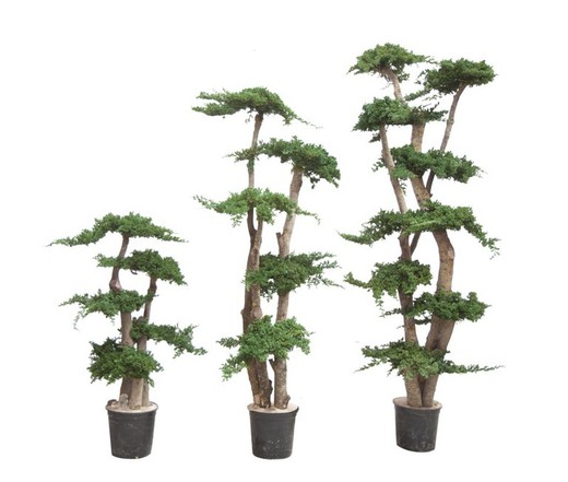Bonsai Juniperus Preservat