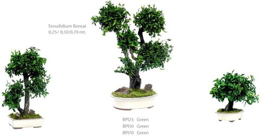 Bonsai Pittosporum tenuifolium Preservat