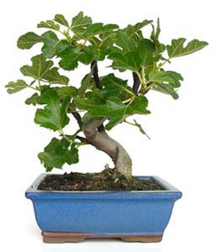 Bonsais Ficus Carica