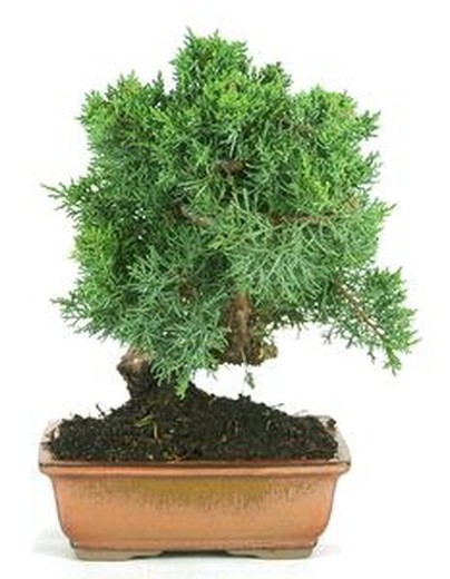 Bonsais Juniperus