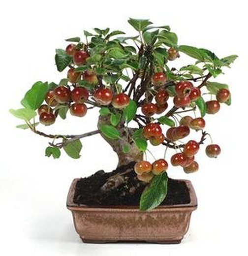 Bonsai Malus