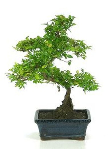 Bonsai Sageretia