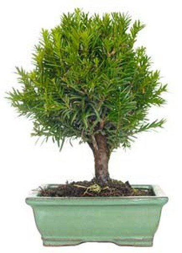 Bonsai Taxus Bacatta
