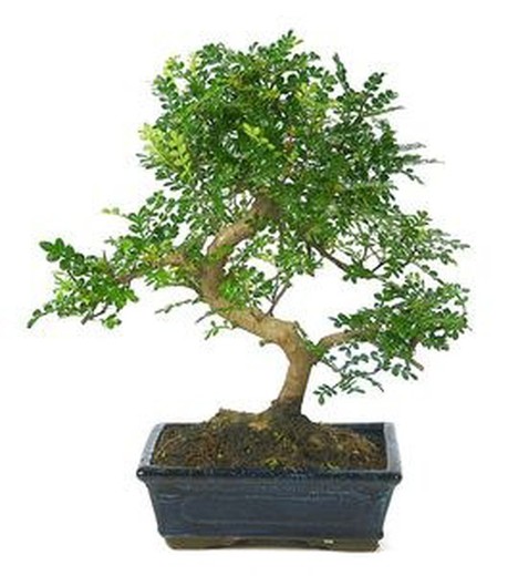 Bonsai Zanthoxylum Piperitum