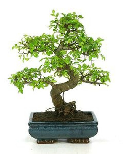 Bonsai Zelkova Parvifolia