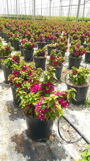 Bougainvillea Mini Thai