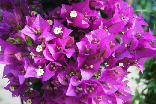 Bougainvillea Sanderiana Bola