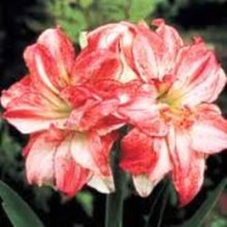 Bulbos Amarillis — Floresfrescasonline