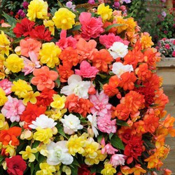 Precios de begonias — Floresfrescasonline