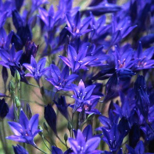 Bulbs Brodiaea Triteleia