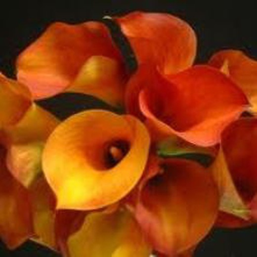 bulbs Callas