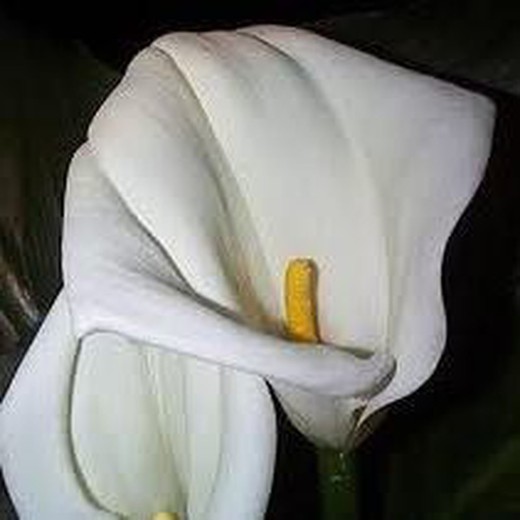 Bulbs Callas Aethiopica