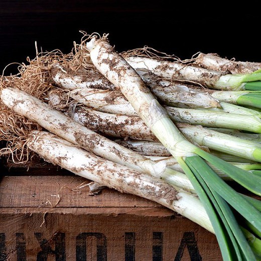 Bulbs ceba Calçots