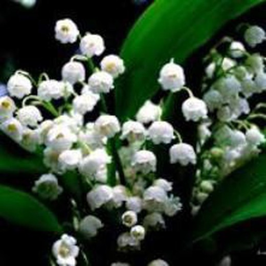 Bulbs Convallaria Muguet