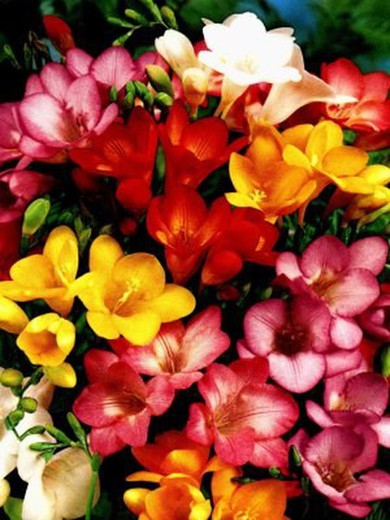 Bulbs Freesia Doble