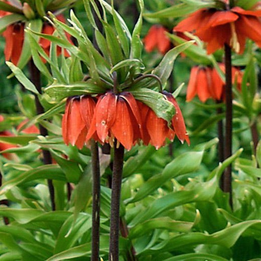 Bulbs Frittillaria Imperialis