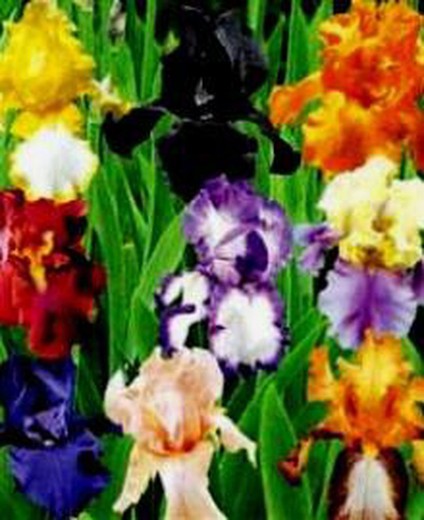 Bulbs Iris Germànica