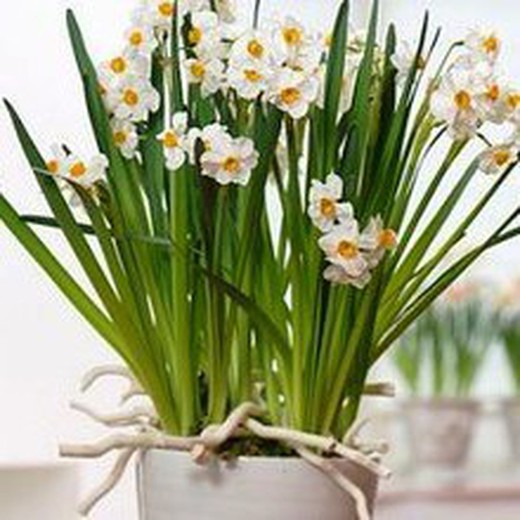 Bulbs Narcisos tazetta