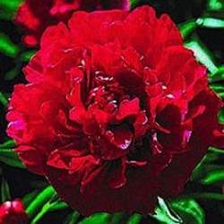 Precios de peonia — Floresfrescasonline