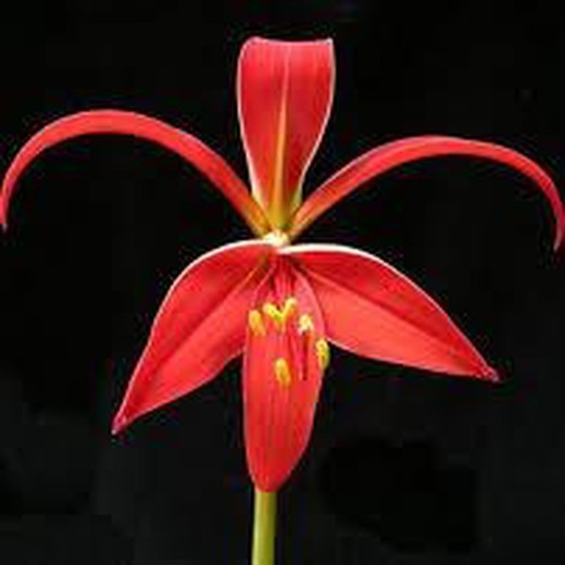 Bulbos Sprekelia (Flor de Lys)