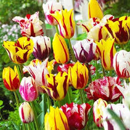 Bulbs Tulipes Rembrandt