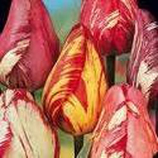 Bulbos de tulipa de Rembrandt