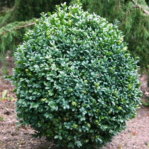 Buxus Sempervirens