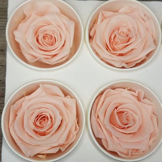 Cabezas de Rosas Preservadas 6 uds. — Floresfrescasonline