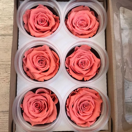 Cabeças de rosas em conserva 6 un.