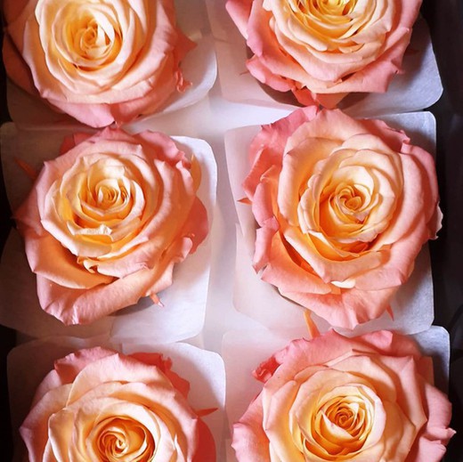 Cabezas de Rosas Romantic Preservadas 6 unidades