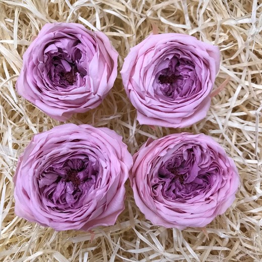 Têtes de roses anglaises préservées M 4 pcs.