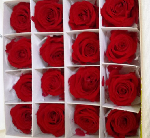 Caps Roses Princesa Preservades Caixa 8 uts.