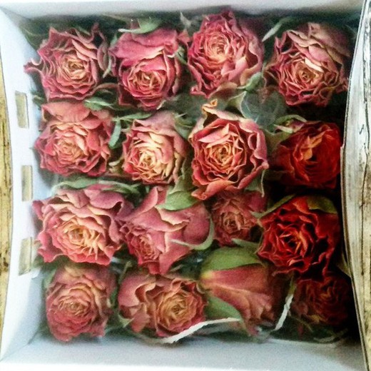 Caps Roses Premium Preservades 4 u.